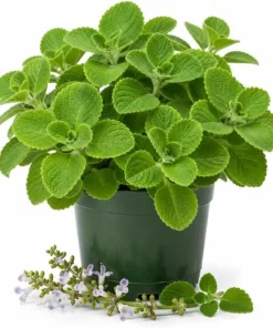 Cuban Oregano Live Plant - 2 Plants, 4-6 Inch Tall in 4 Inch Pot, Indoor/Outdoor Herb - Image 1