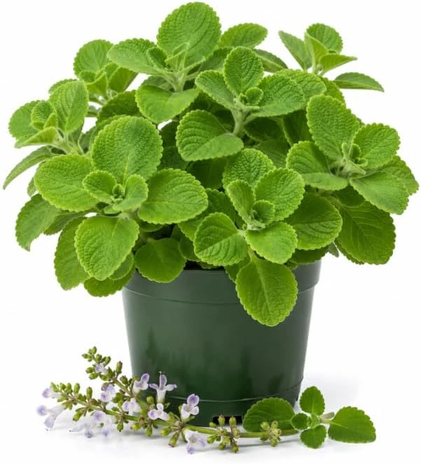 Cuban Oregano Live Plant - 2 Plants, 4-6 Inch Tall in 4 Inch Pot, Indoor/Outdoor Herb - Image 1
