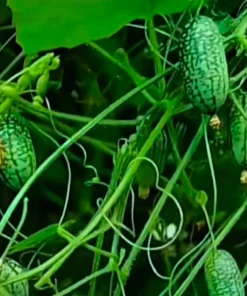 Cucamelon Live Plant - Mini Watermelon Cucumber - 4 inch Pot - Image 3