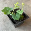 Cucamelon Live Plant - Mini Watermelon Cucumber - 4 inch Pot - Image 1