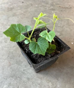 Cucamelon Live Plant - Mini Watermelon Cucumber - 4 inch Pot - Image 1