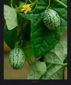Cucamelon Live Plant - Mini Watermelon Cucumber - 4 inch Pot - Image 4