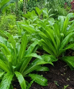 Culantro Live Plant 4-6 Inch Tall - Long Coriander Herb for Planting in 4 Inch Pot - Image 2