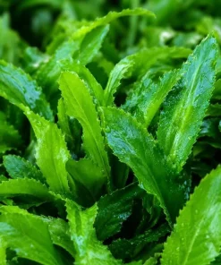 Culantro Live Plant 4-6 Inch Tall - Long Coriander Herb for Planting in 4 Inch Pot - Image 3