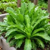 Culantro Live Plant 4-6 Inch Tall - Long Coriander Herb for Planting in 4 Inch Pot - Image 1