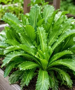 Culantro Live Plant 4-6 Inch Tall - Long Coriander Herb for Planting in 4 Inch Pot - Image 1