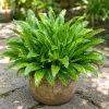 Culantro Live Plant - Long Coriander Herb, Tropical, 4-6 Inch Tall - Image 1