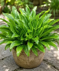 Culantro Live Plant - Long Coriander Herb, Tropical, 4-6 Inch Tall - Image 1