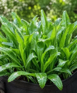 Culantro Live Plant - Long Coriander Herb, Tropical, 4-6 Inch Tall - Image 2