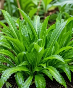 Culantro Live Plant - Long Coriander Herb, Tropical, 4-6 Inch Tall - Image 3