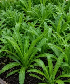 Culantro Live Plant - Long Coriander Herb, Tropical, 4-6 Inch Tall - Image 4