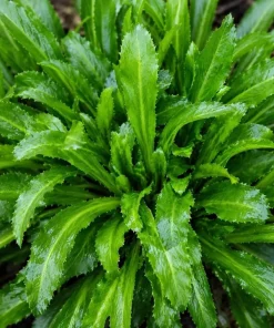 Culantro Live Plant - Long Coriander Herb, Tropical, 4-6 Inch Tall - Image 5
