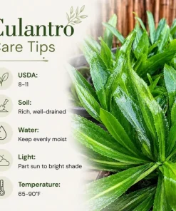 Culantro Live Plant - Long Coriander Herb, Tropical, 4-6 Inch Tall - Image 7