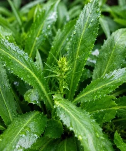 Culantro Live Plant - Long Coriander Herb, Tropical, 4-6 Inch Tall - Image 8