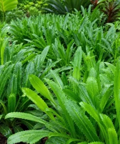 Culantro Live Plant - Long Coriander Herb, Tropical, 4-6 Inch Tall - Image 9
