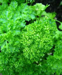 Curly Leaf Parsley Herb Live Plant – 3