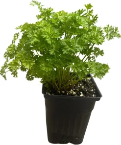 Curly Leaf Parsley Herb Live Plant – 3
