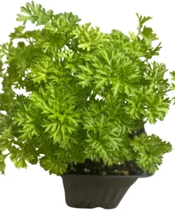 Curly Leaf Parsley Herb Live Plant – 3