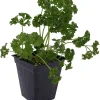 Curly Leaf Parsley Herb Live Plant – 3" Pot – Indoor or Outdoor Herb Garden - Image 1