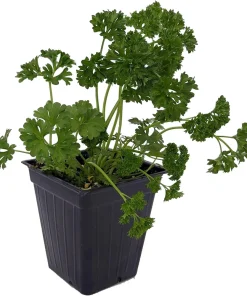 Curly Leaf Parsley Herb Live Plant – 3
