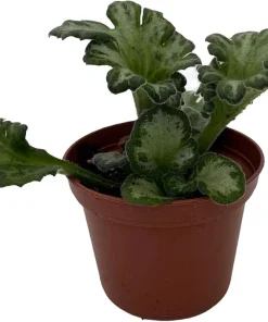 Curly Loki Primulina Live Plant – Asian Violet – 2.5 inch Pot – Indoor Houseplant - Image 2