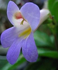Curly Loki Primulina Live Plant – Asian Violet – 2.5 inch Pot – Indoor Houseplant - Image 3