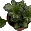 Curly Loki Primulina Live Plant – Asian Violet – 2.5 inch Pot – Indoor Houseplant - Image 1