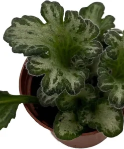 Curly Loki Primulina Live Plant – Asian Violet – 2.5 inch Pot – Indoor Houseplant - Image 1