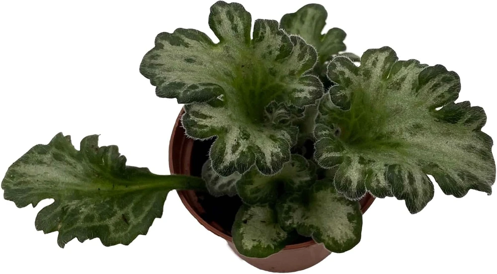 Curly Loki Primulina Live Plant – Asian Violet – 2.5 inch Pot – Indoor Houseplant - Image 1