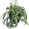 Curly Spider Plant 'Bonnie' - Live Plant - 6" Hanging Basket - Air Purifying - Image 1