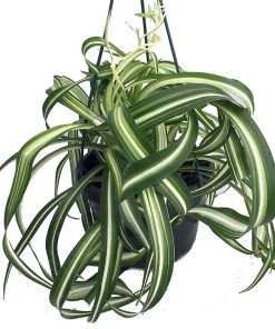 Curly Spider Plant 'Bonnie' - Live Plant - 6