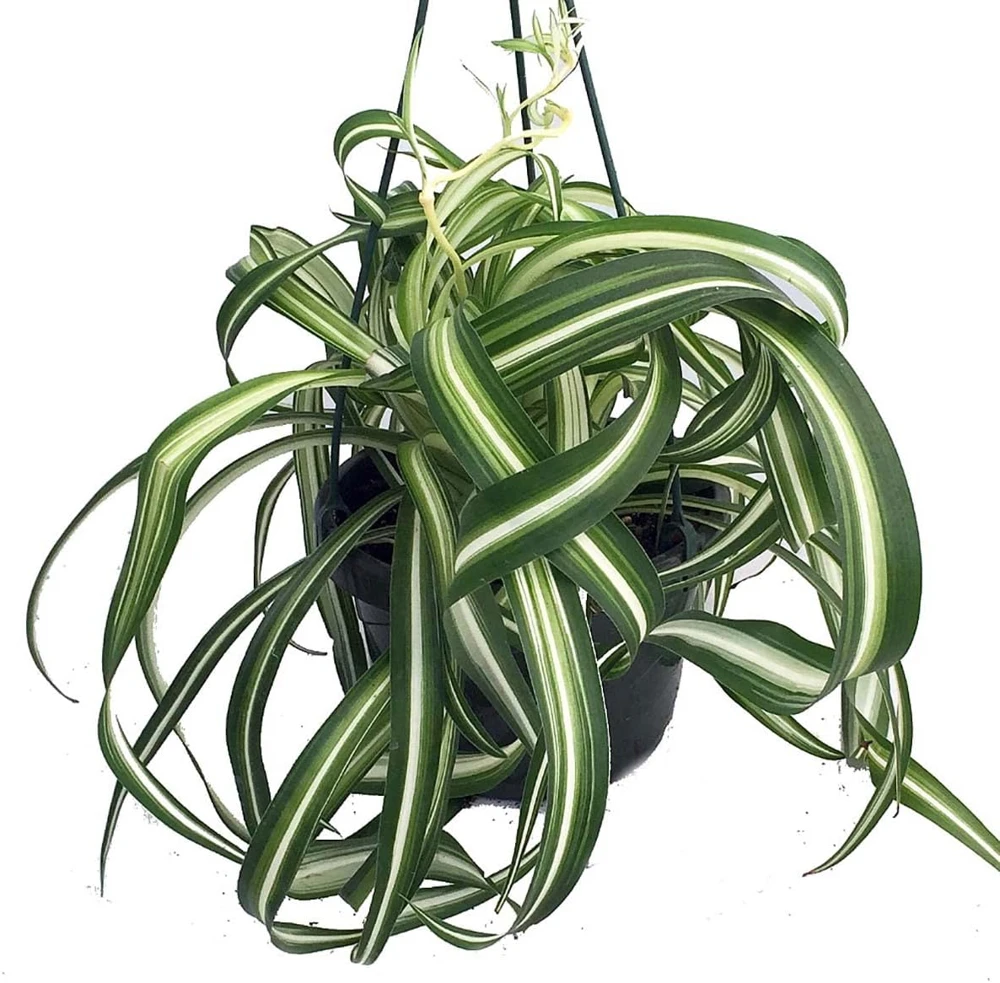 Curly Spider Plant 'Bonnie' - Live Plant - 6" Hanging Basket - Air Purifying - Image 1