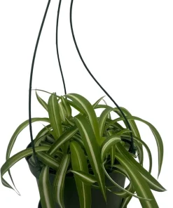 Curly Spider Plant 'Bonnie' - Live Plant - 6" Hanging Basket - Air Purifying - Image 2