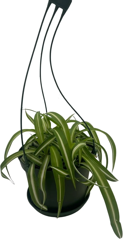 Curly Spider Plant 'Bonnie' - Live Plant - 6" Hanging Basket - Air Purifying - Image 2