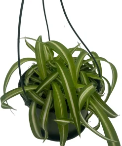 Curly Spider Plant 'Bonnie' - Live Plant - 6