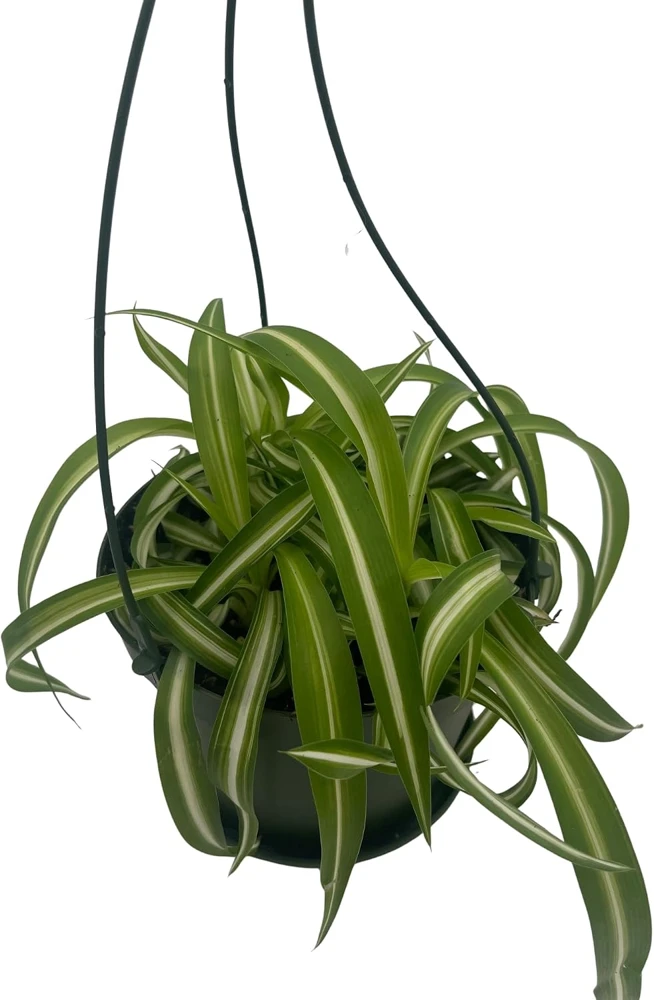 Curly Spider Plant 'Bonnie' - Live Plant - 6" Hanging Basket - Air Purifying - Image 3