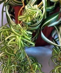 Curly Spider Plant Live Plant – 4" Mini Hanging Basket – Air Purifying Indoor Houseplant - Image 2