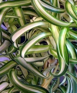 Curly Spider Plant Live Plant – 4