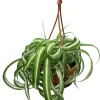 Curly Spider Plant Live Plant – 4" Mini Hanging Basket – Air Purifying Indoor Houseplant - Image 1