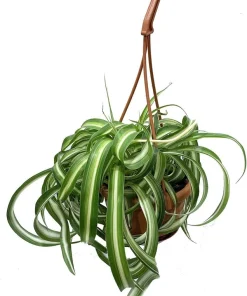 Curly Spider Plant Live Plant – 4