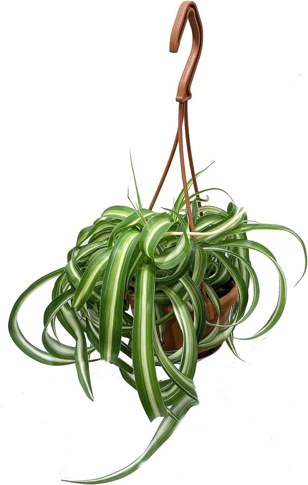 Curly Spider Plant Live Plant – 4" Mini Hanging Basket – Air Purifying Indoor Houseplant - Image 1