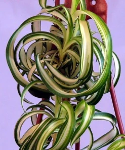 Curly Spider Plant Live Plant – 4