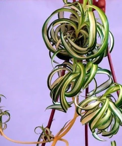Curly Spider Plant Live Plant – 4