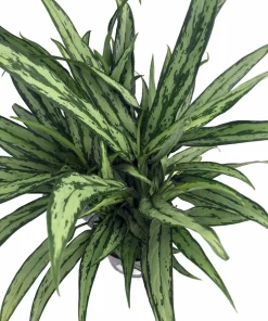 Cutlass Chinese Evergreen Live Plant - Aglaonema - Low Light - 4 Inch Pot - Image 2