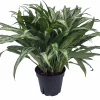 Cutlass Chinese Evergreen Live Plant - Aglaonema - Low Light - 4 Inch Pot - Image 1