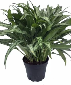 Cutlass Chinese Evergreen Live Plant - Aglaonema - Low Light - 4 Inch Pot - Image 1