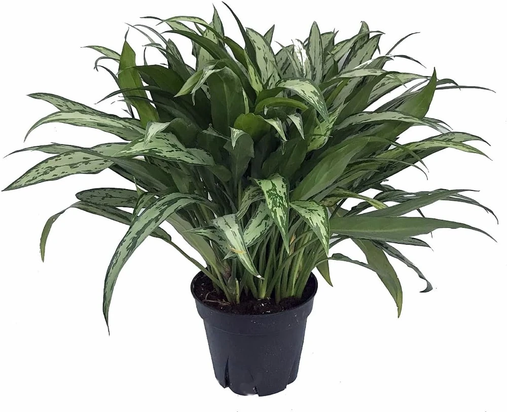 Cutlass Chinese Evergreen Live Plant - Aglaonema - Low Light - 4 Inch Pot - Image 1