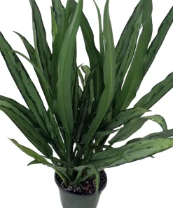 Cutlass Chinese Evergreen Plant – Aglaonema Live Plant – 6 inch Pot – Low Light Indoor - Image 2