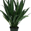 Cutlass Chinese Evergreen Plant – Aglaonema Live Plant – 6 inch Pot – Low Light Indoor - Image 1
