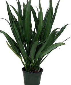 Cutlass Chinese Evergreen Plant – Aglaonema Live Plant – 6 inch Pot – Low Light Indoor - Image 1